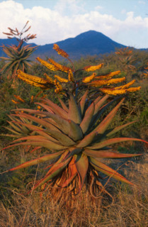 Aloe spp