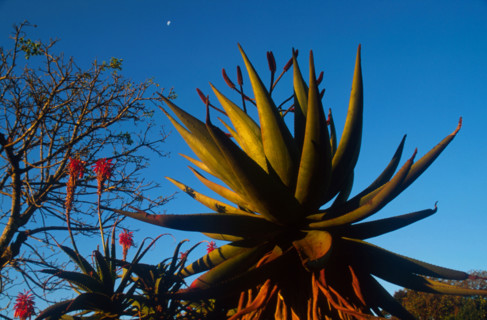 Aloe spp