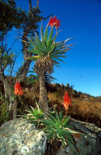 vegetation