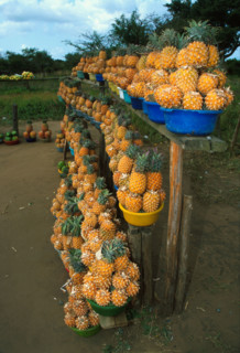 pineapples