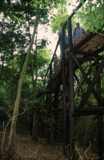 Dlinza forest