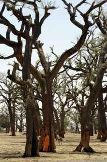 Darfur