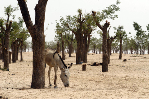 Darfur