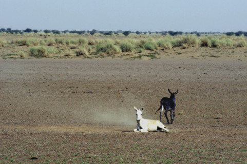 Niger
