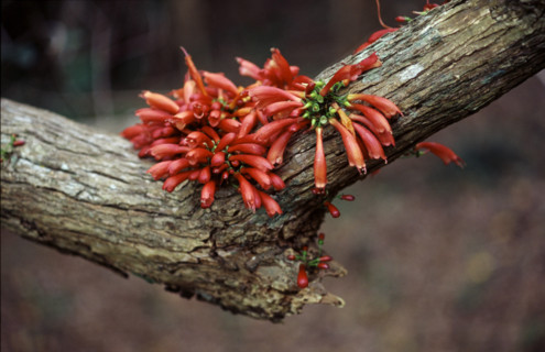 Tree Fuchsia (Halleria lucida)