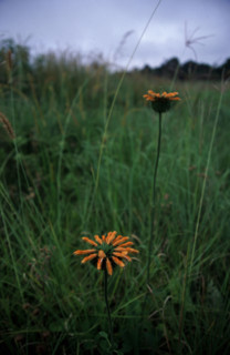 Wild Dagga (Leonotis leonurus)