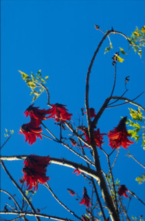 Coral tree (Erythrina lysistemon)