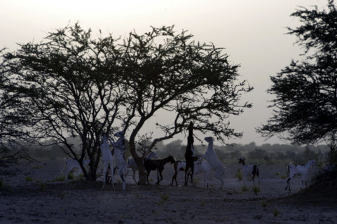 Niger