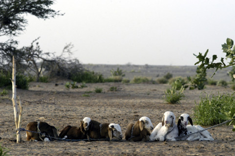 Niger