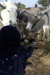 Niger