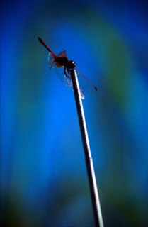 Dragonfly on a grass stalk