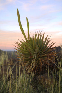 karooaloe.jpg