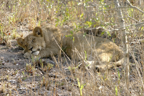 lioncub.jpg