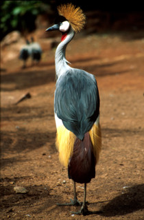 Crowned Crane (Balearica regulorum)