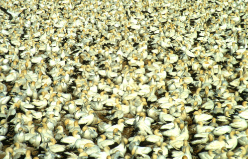 Cape gannet (Sula capensis) colony