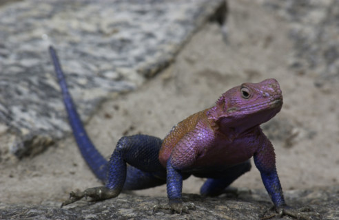 Amazing lizard