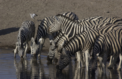 Zebras drinking