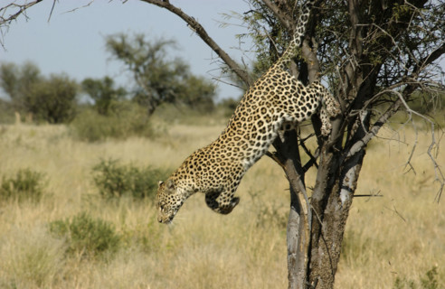 Leopard jumping from a tree
Khutse game Reserve