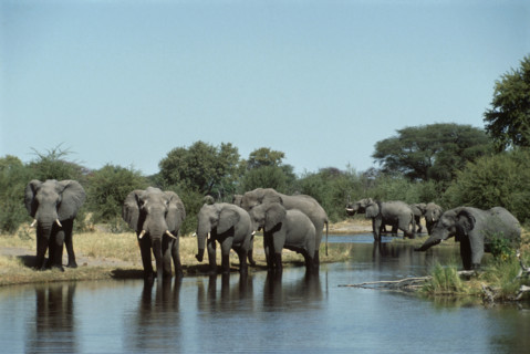 Thirsty  Elephants