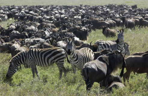 Wilderbeast migration.Kenya