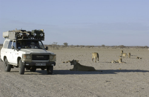 Tourists & Lions