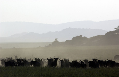 Widerbeast migration.Kenya
