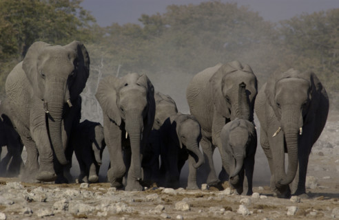 Elephant herd