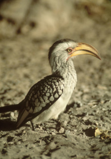Yellow-billed Hornbill