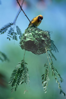 Masked Weaver. Home building