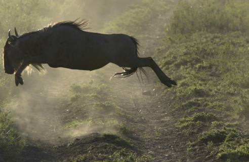 Wilderbeast migration.Kenya