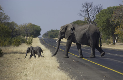 Elephant Crossing
