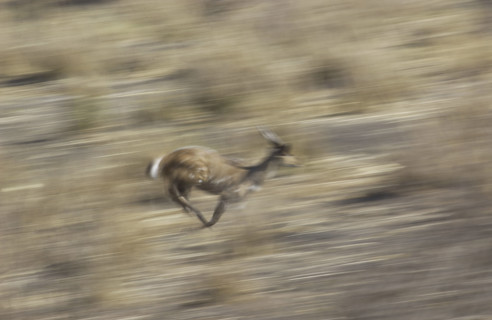 Bushbuck