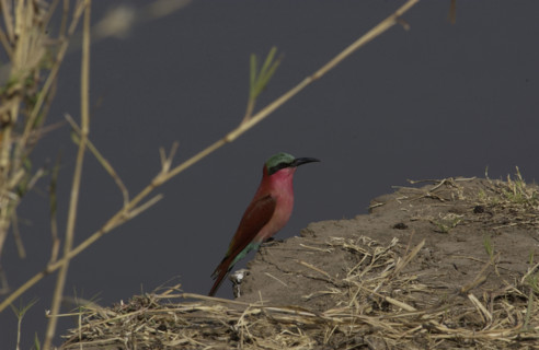 Carmine bee-eater