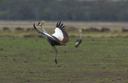 Crested Crane