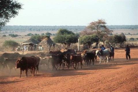 Dusty road home