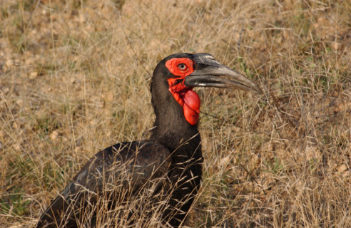 Ground Hornbill