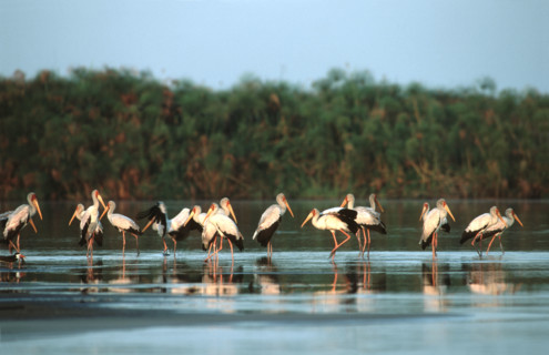 Yellow billed stocks. Shakawe