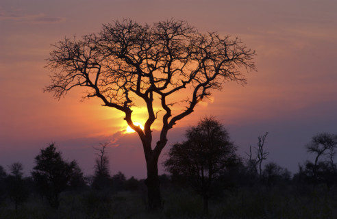 Kruger Sunset