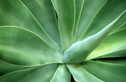 Aloe