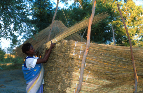 storing grass bundles for thatching