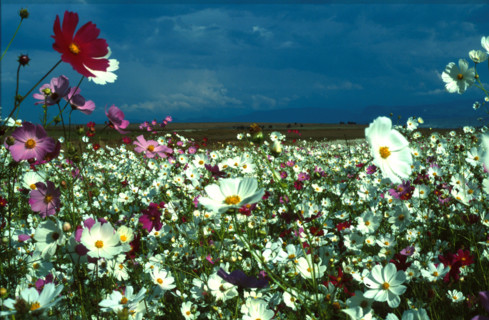 Cosmos (Bidens formosa)