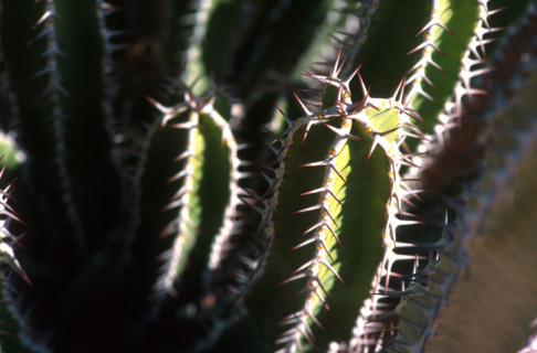Euphorbia spp