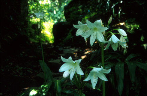 Ngome lily (Crinum moorei)