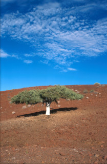 Shepherds Tree (Boscia albitrunca)