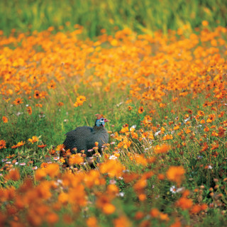 HELMETED GUINEA FOWL