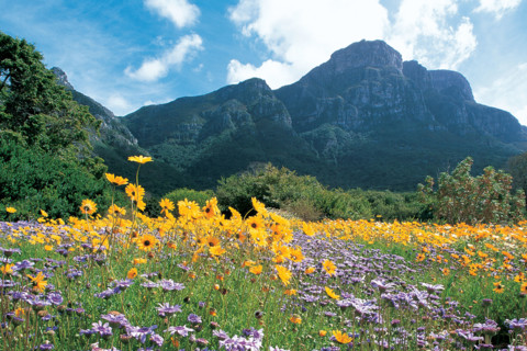 KIRSTENBOSCH NATIONAL BOTANICAL GARDENS