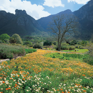 KIRSTENBOSCH NATIONAL BOTANICAL GARDENS