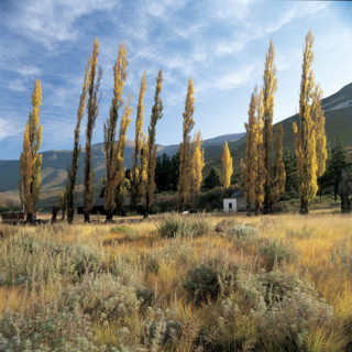 POPLAR TREES NEAR RHODES