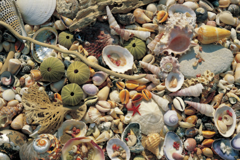 SEA SHELLS
