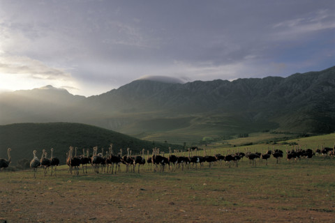 GRAZING OSTRICHES IN THE LITTLE KAROO